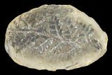 Pecopteris Fern Fossil (Pos/Neg) - Mazon Creek #104313-1